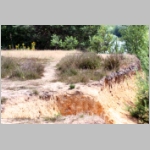 Ammophila sabulosa - Sandwespe 04p 20mm mit Sichelfluegler-Raupe - Drepana falcataria.jpg